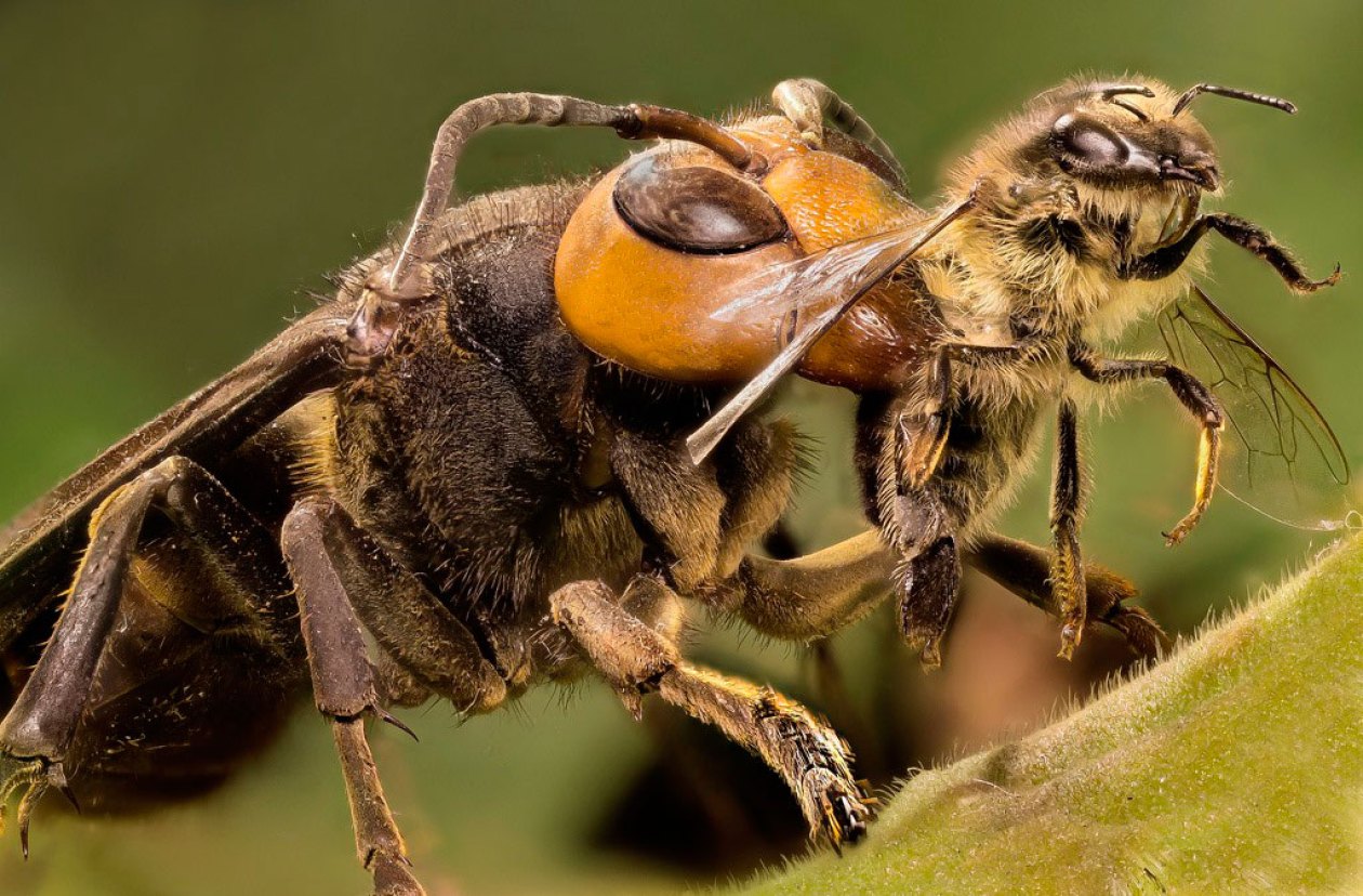 frelon mange abeille